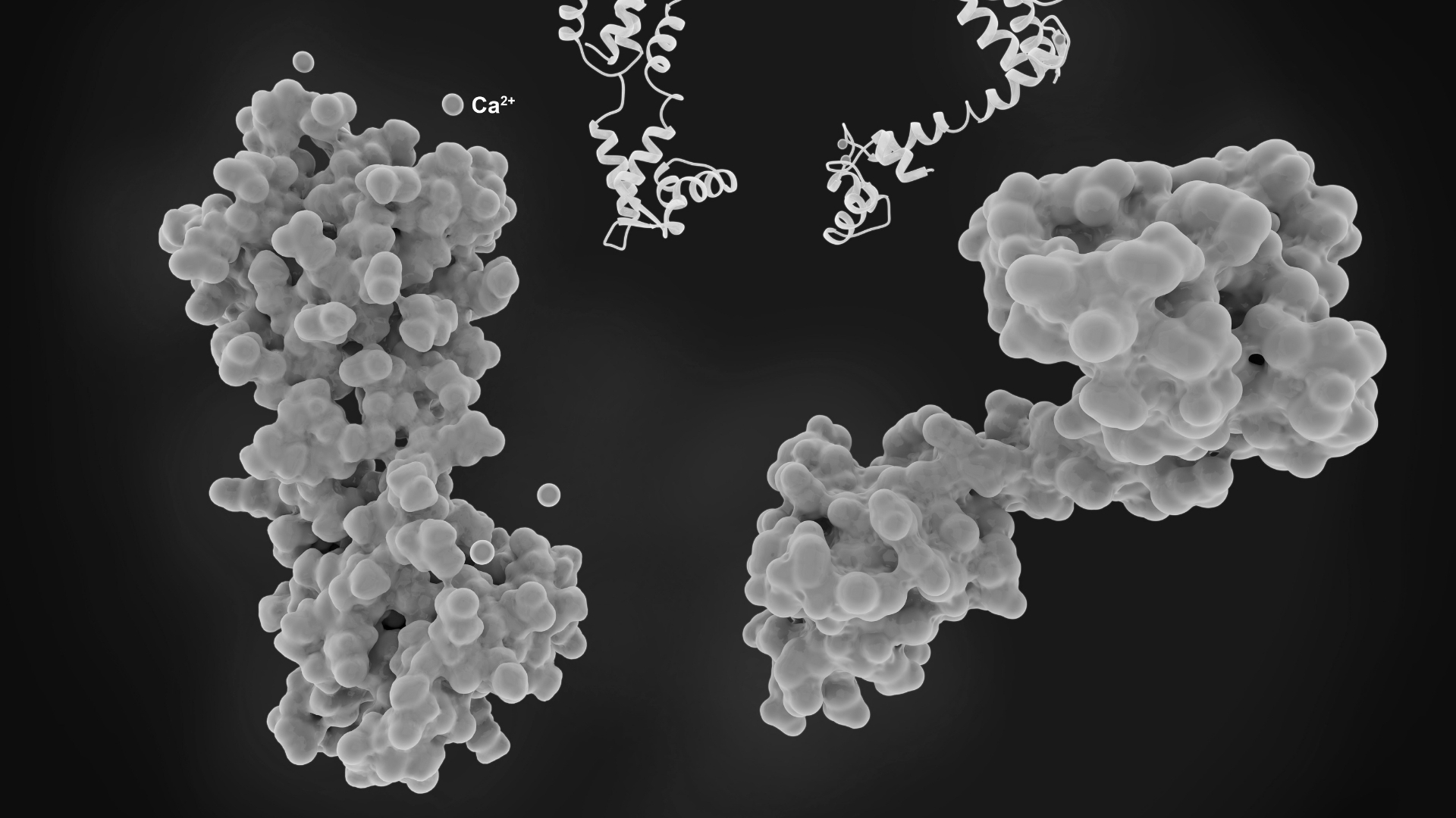 3D molecular visualization of protein structures, emphasizing how alcohol reduces muscle protein synthesis and slows muscle repair.