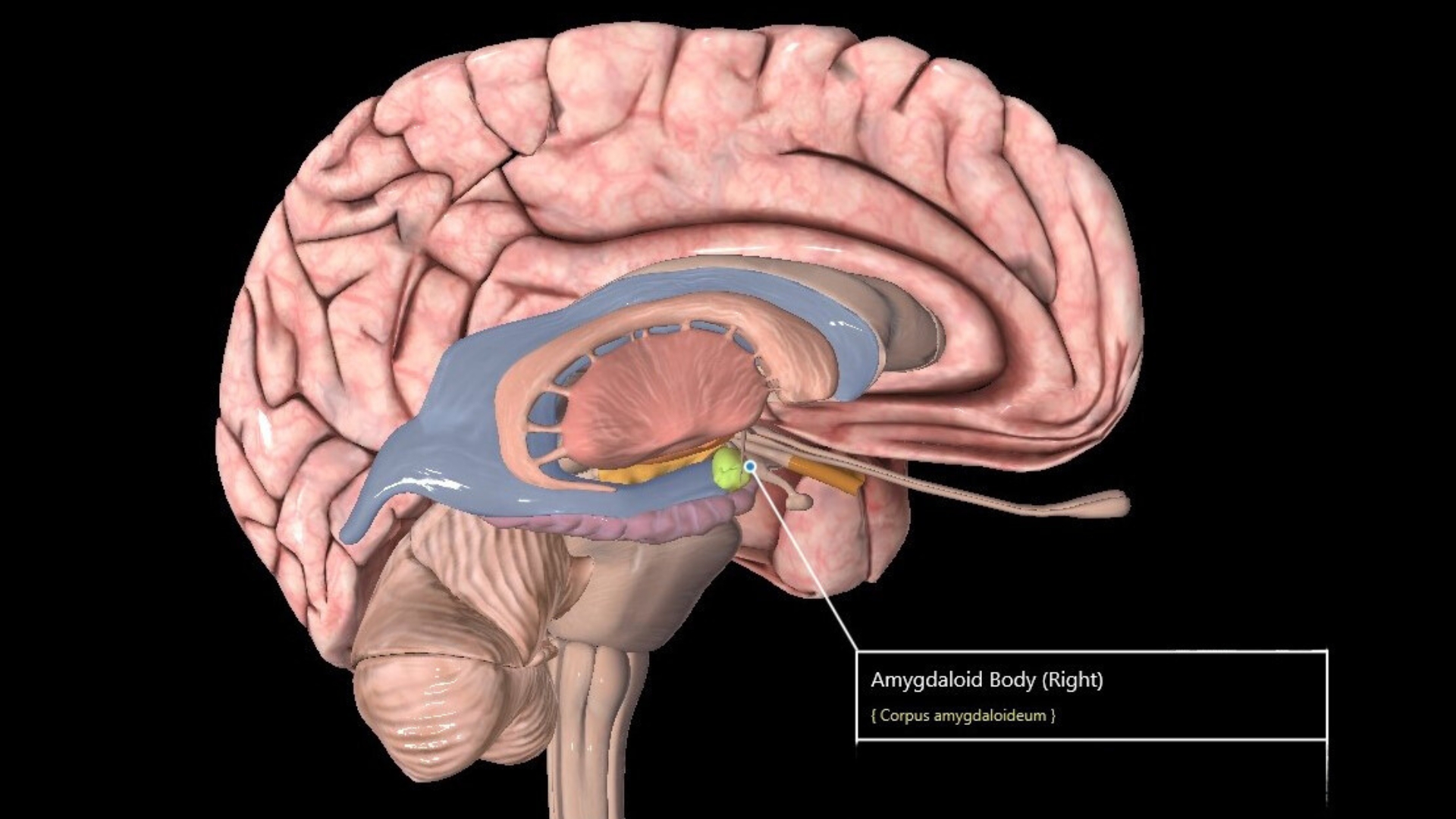 showing the brain and the amygdala for centers of eustress in the stress response to training.