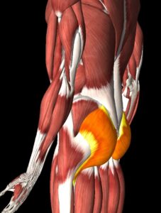 Gluteus Maximus muscles are primary moves for back squats 