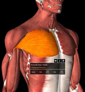 Pectoralis Major are the prime movers during chest presses 