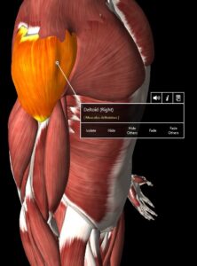 Anterior deltoid of the shoulders are the prime movers for the push press.