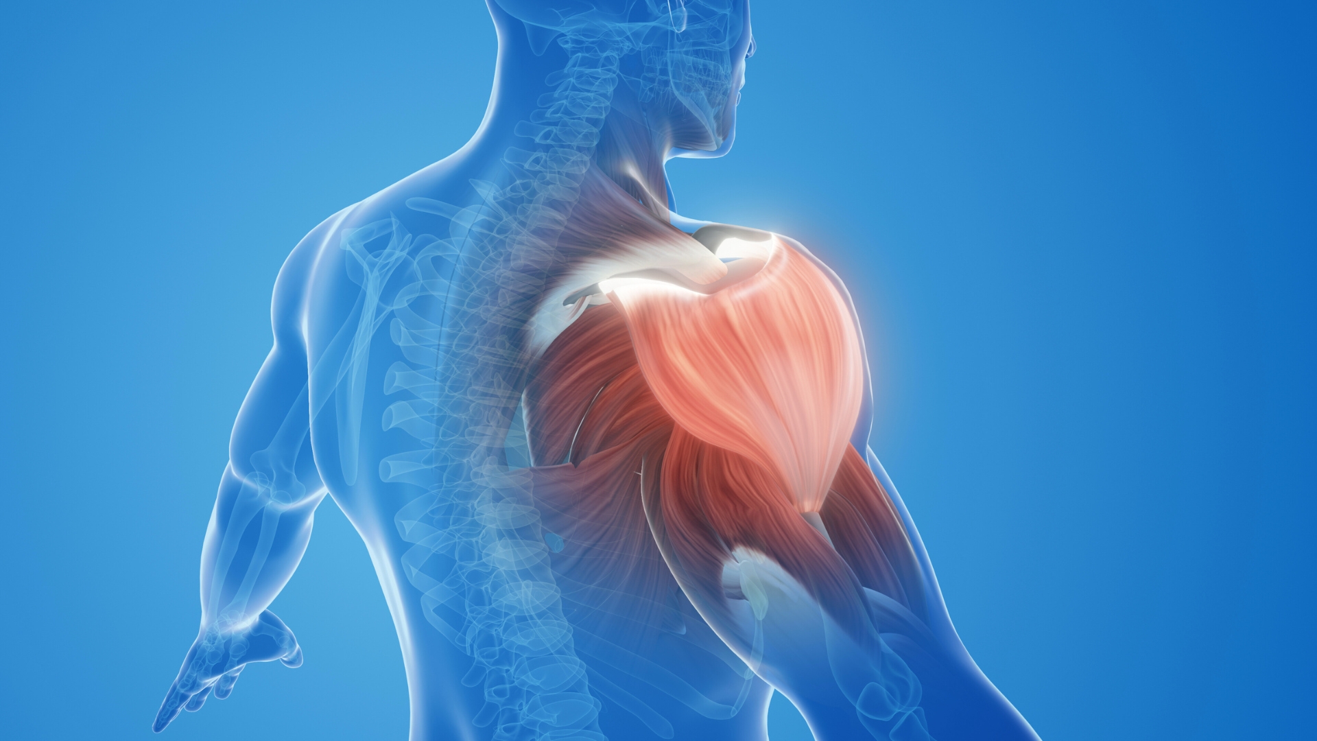 3D illustration of the shoulder's muscular anatomy, emphasizing rotator cuff and scapular regions.