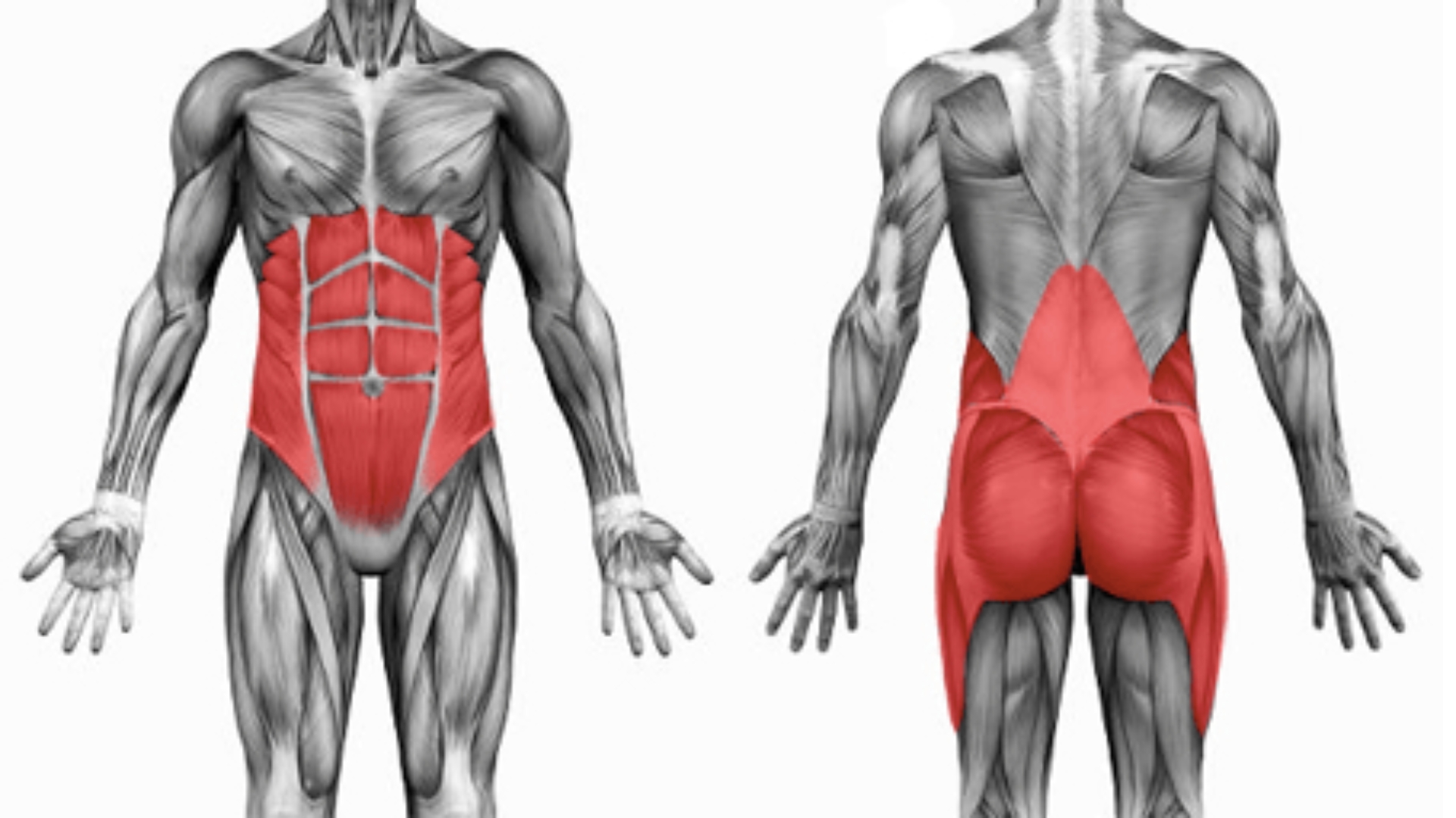 Core, glutes, and trunk muscles highlighted—prime movers in strong deadlift form